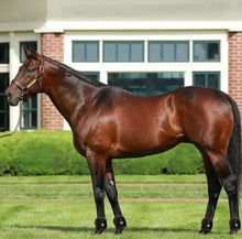 Load image into Gallery viewer, New JuvaHoof Quad Red Light Therapy Pain Relief Hoof Wraps for Horses and Companion Animals (4 Wraps Per Set)