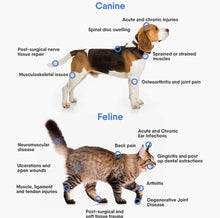 Load image into Gallery viewer, New JuvaVet Class IV Therapeutic Laser For Dogs Cats Horses