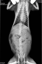 Load image into Gallery viewer, JuvaPET Portable Handheld Wireless Digital X Ray Generator Plus Flat Panel Display for Veterinarians