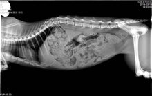 Load image into Gallery viewer, JuvaPET Portable Handheld Wireless Digital X Ray Generator Plus Flat Panel Display for Veterinarians