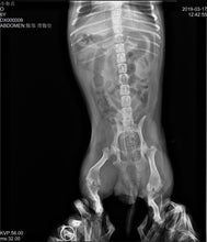 Load image into Gallery viewer, JuvaPET Portable Handheld Wireless Digital X Ray Generator Plus Flat Panel Display for Veterinarians