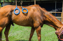 Load image into Gallery viewer, PMST LOOP EQ, the PEMF machine for horses, livestock and pets with Rugged Field Case