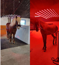 Load image into Gallery viewer, FoalLamp Red Light Therapy Horse Solarium