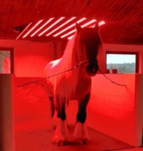 Load image into Gallery viewer, FoalLamp Red Light Therapy Horse Solarium