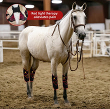 Load image into Gallery viewer, New JuvaHock Red Light Therapy Hock Boots for Horse (2 Per Order)