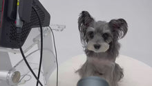Load and play video in Gallery viewer, New JuvaVet Class IV Therapeutic Laser For Dogs Cats Horses