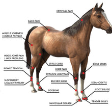 Load image into Gallery viewer, New Physio Magneto ‘War Horse’ Super Transduction Magnetic Field And Infrared Therapy Machine for Pain, Wounds and Fractures