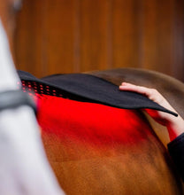 Load image into Gallery viewer, New JuvaGuard Red Light Therapy Spur Guard for Horses
